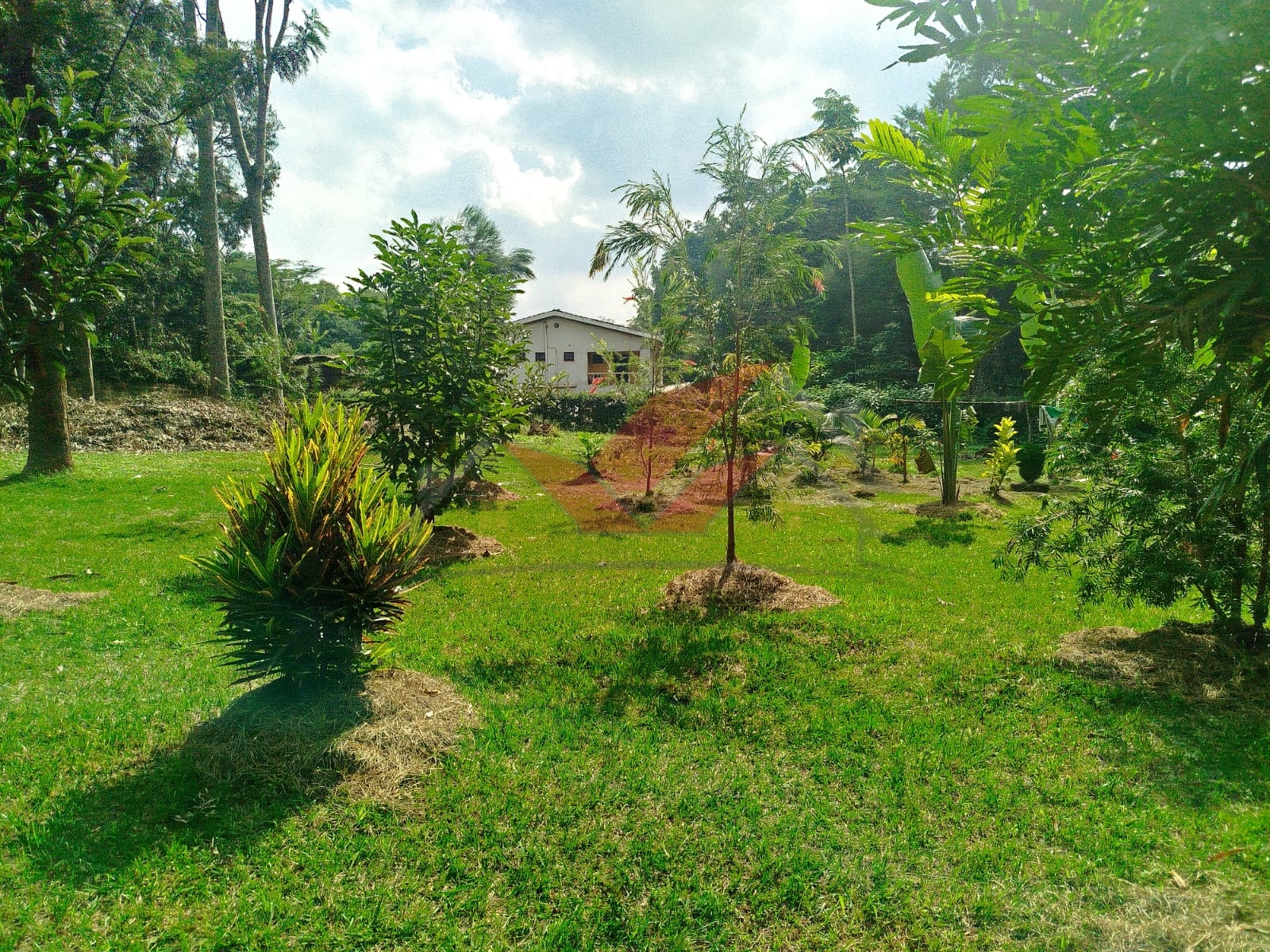 Prime 1-Acre Land for Sale in Windyridge, Karen – Red Soil with Bungalow & Ready Title