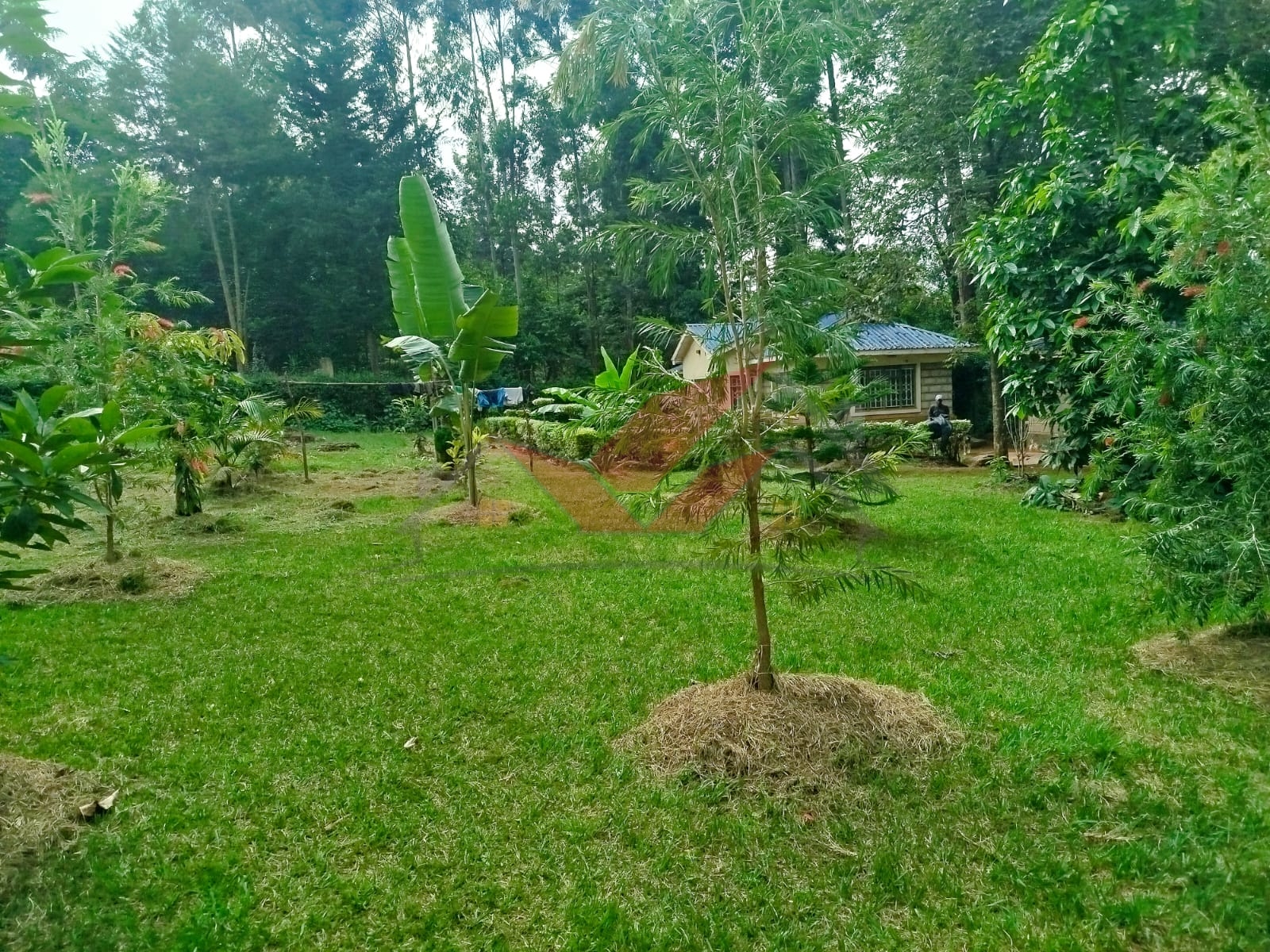 Prime 1-Acre Land for Sale in Windyridge, Karen – Red Soil with Bungalow & Ready Title