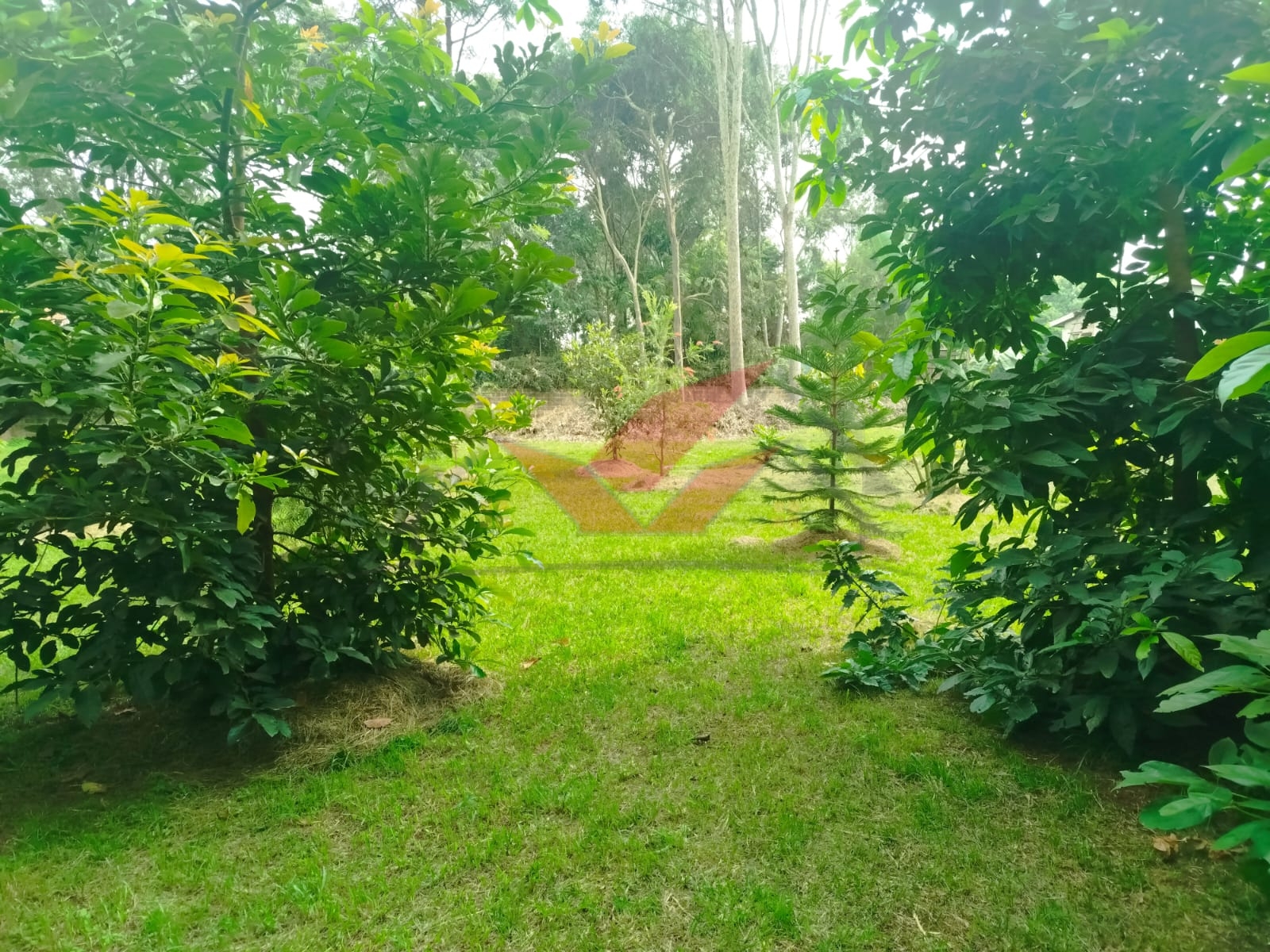 Prime 1-Acre Land for Sale in Windyridge, Karen – Red Soil with Bungalow & Ready Title