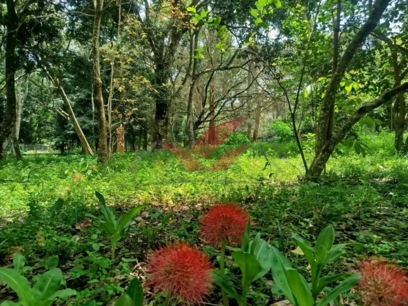 Buy 0.5-acre plot in Mwitu, Karen. Ready title deed, secure gated community, lush greenery, and prime Nairobi location. Ideal for your dream home.