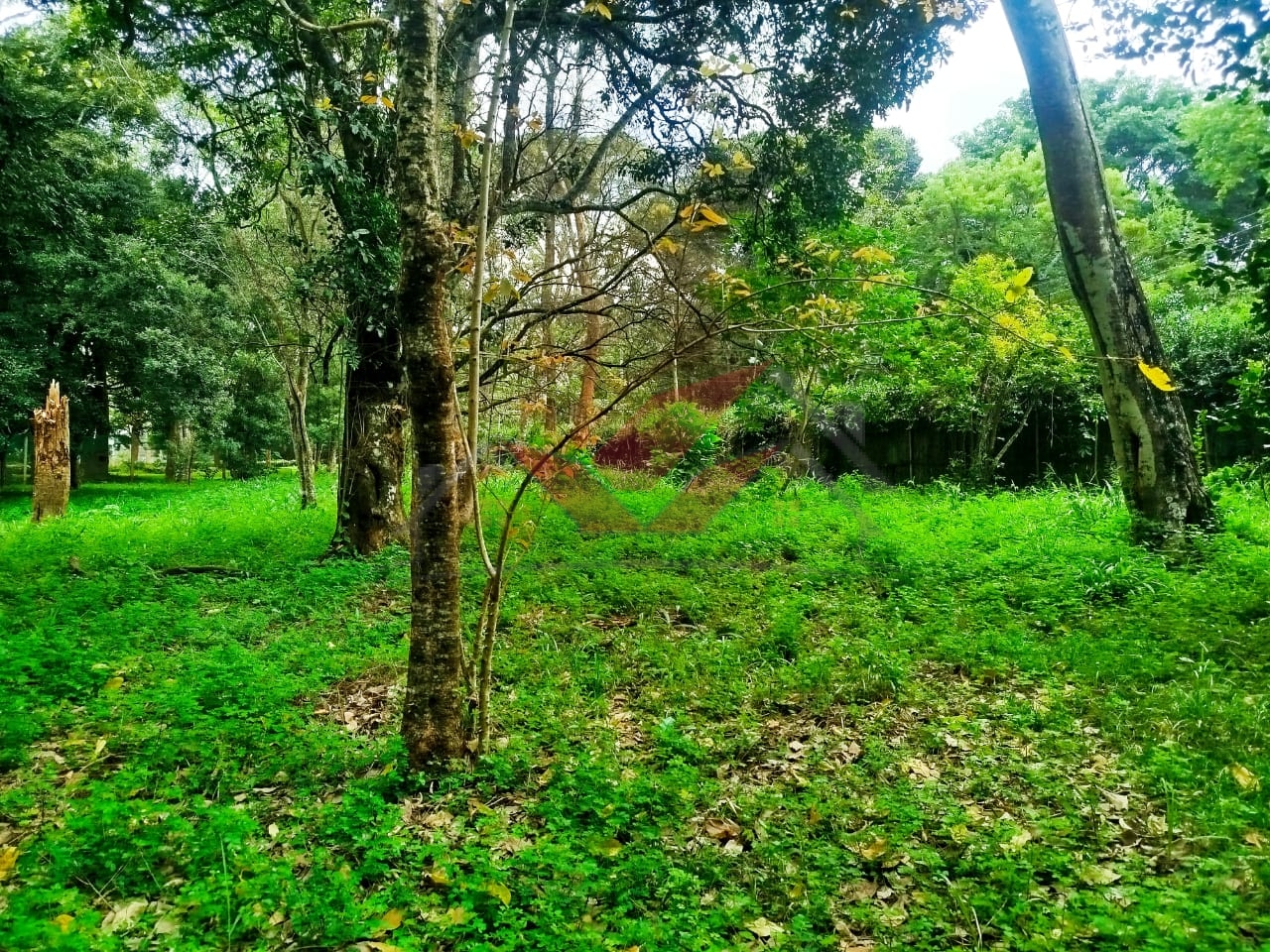 Buy 0.5-acre plot in Mwitu, Karen. Ready title deed, secure gated community, lush greenery, and prime Nairobi location. Ideal for your dream home.