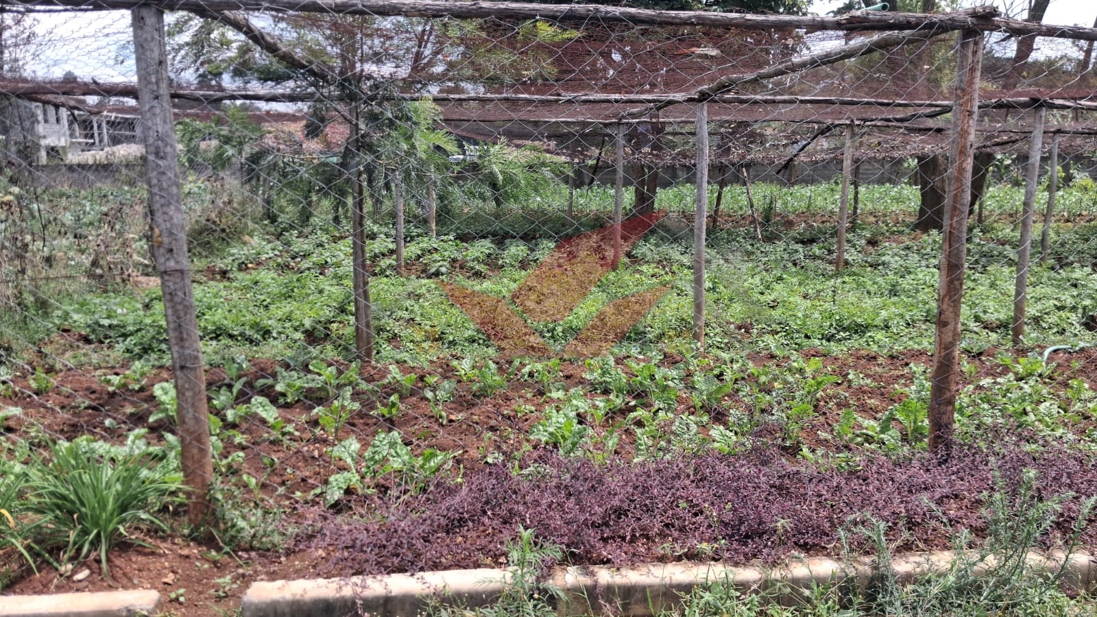 Flat half-acre residential land for sale in Windyridge Karen featuring rich red soil and mature indigenous trees with a ready title deed .